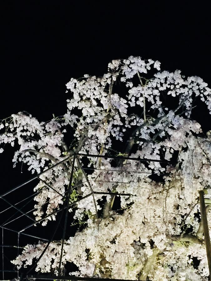 画廊诺泽酒店 招待所 京都